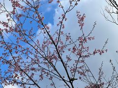 -腾冲洞山温泉村