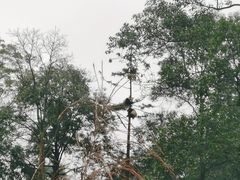 -中国大熊猫保护研究中心雅安碧峰峡基地