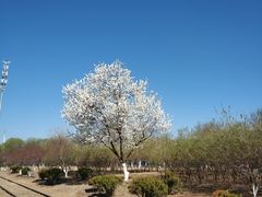 -永定河休闲森林公园