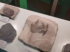 -正佳自然科学博物馆