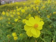 -花开海上生态园