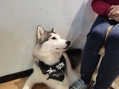 -Husky Go! 哈士奇体验馆·宠物咖啡厅狗咖