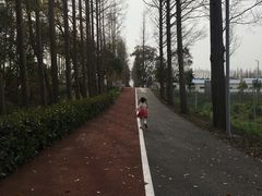 -上海长兴岛郊野公园