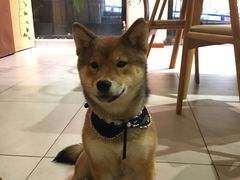 -柴务处·柴犬主题狗咖