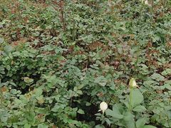 -昆明国际花卉拍卖交易中心