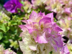 -龙大花卉苗木市场