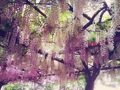 -嘉定紫藤园