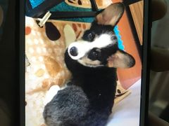 -爱侣宠医·鹦鹉专科·小型哺乳类·异宠专科(灵石路店)