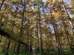 -黄海国家森林公园