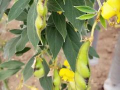 -兰陵国家农业公园