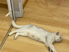 -猫咪派对(江南西店)