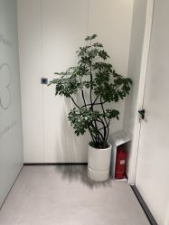 点击看大图 -玛莲朵·海菲秀冰珀科