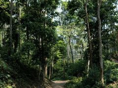 -野象谷景区