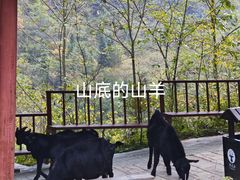 -鹿院坪生态旅游景区