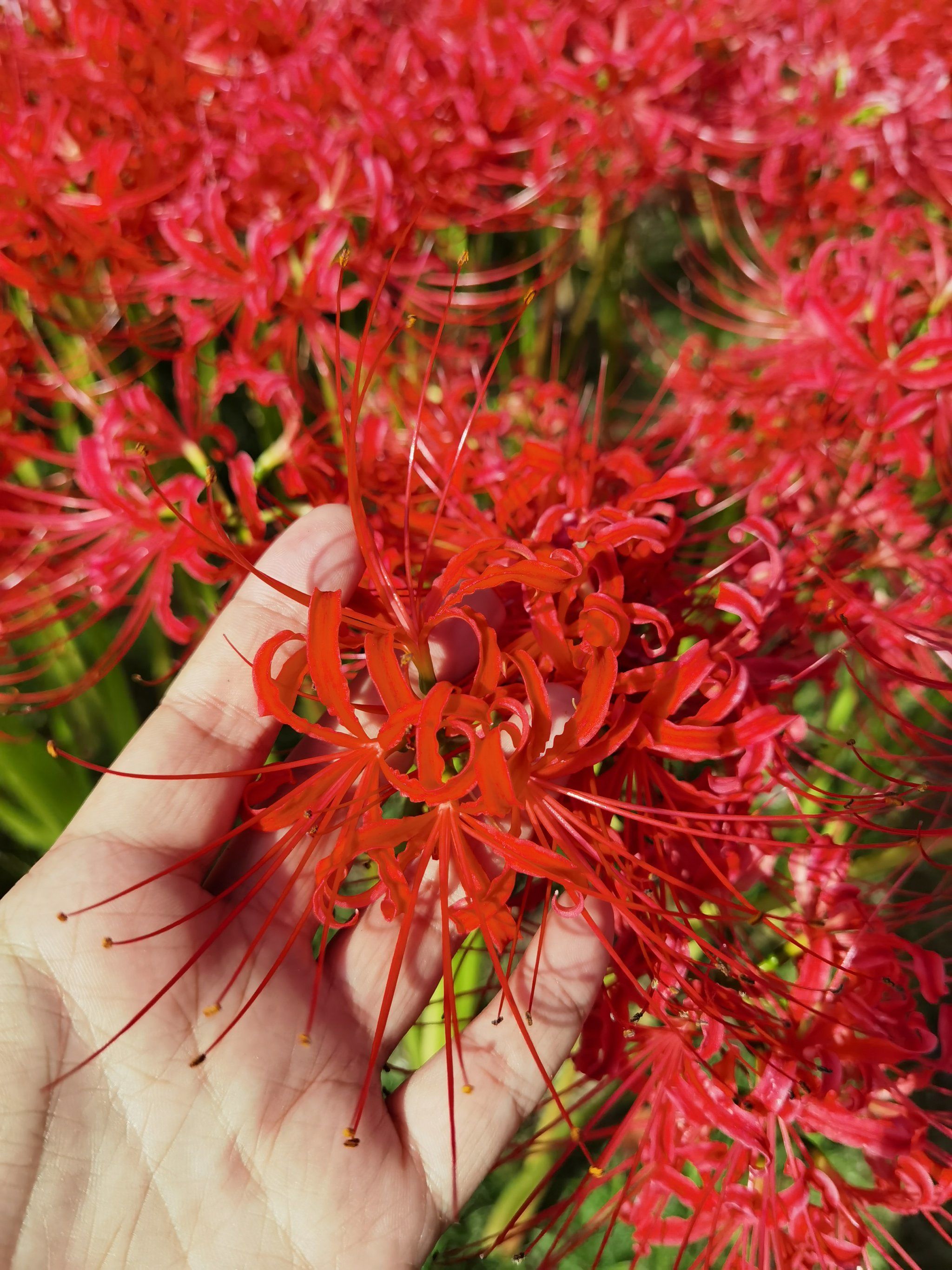 最神秘的红色花朵|彼岸花