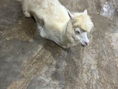 -上海大自然野生昆虫馆(东方明珠·爬宠昆虫探索中心)