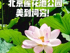 -莲花池公园