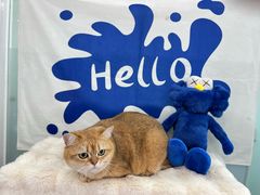 -爱洗澡的猫(望京店)