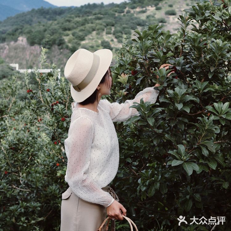 江浙沪周边游 | 又到杨梅季仙居杨梅熟了