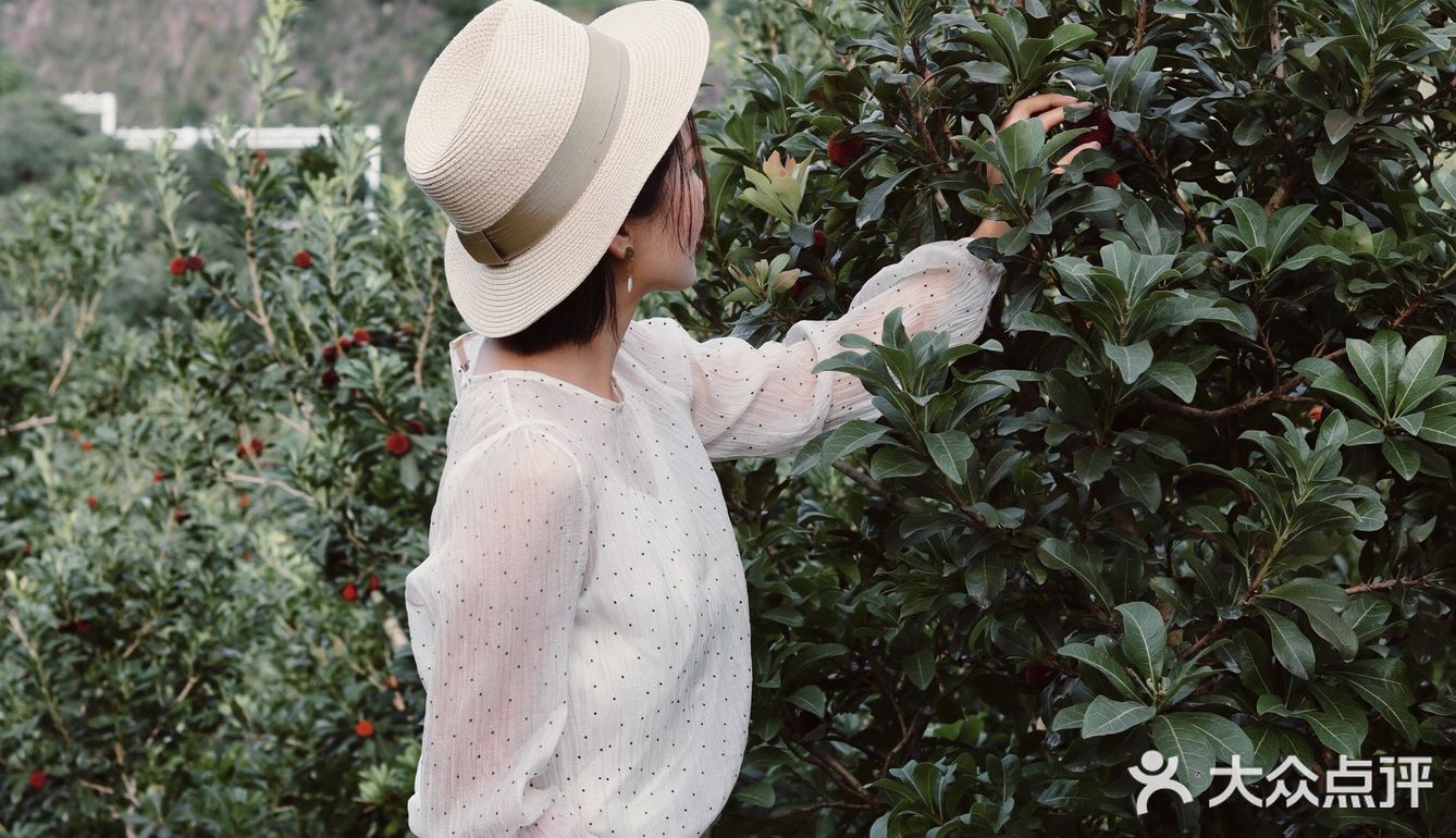 江浙沪周边游 | 又到杨梅季仙居杨梅熟了