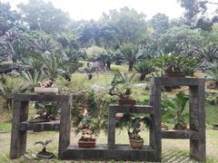 -深圳仙湖植物园