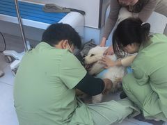 -达爱动物医院·犬猫分区·CT·复杂眼科(远洋山水分院)
