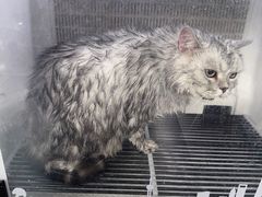 -宠颐生宠物医院·犬猫全科·皮肤科(商业街店)