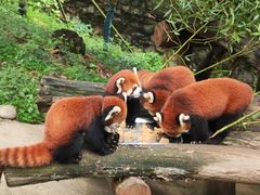 -都江堰中华大熊猫苑