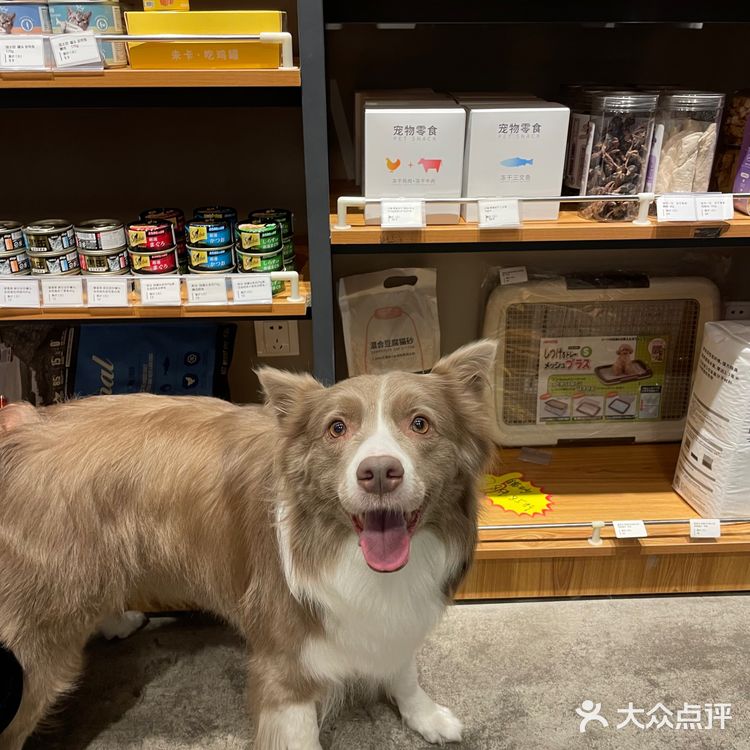 小佩真的是一家非常有爱的宠物洗护店呀～