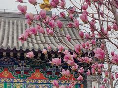 -护国法轮寺