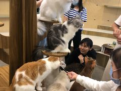 -飞行喵MR PILOT|猫舍·猫咖(静安大融城店)