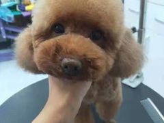 -欧奕国际动物医院