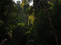 -西双版纳原始森林公园