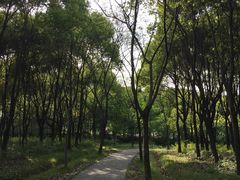 -昆山城市生态森林公园