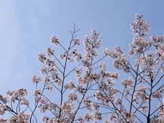 -顾村公园