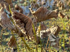 -洪湖生态旅游区