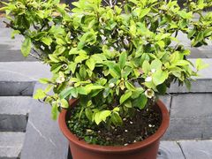 -李鸿章故居
