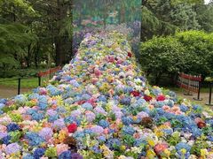 -上海共青森林公园