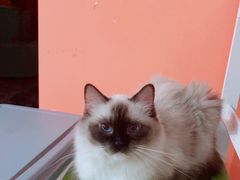 -Bastet sally猫舍购宠(静安店)