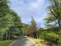 -铁山坪森林公园