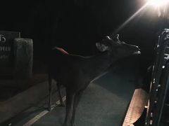 -清迈夜间动物园