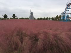 -金卉庄园