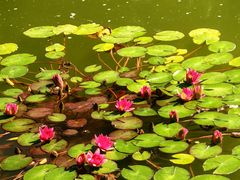 -国家植物园南园