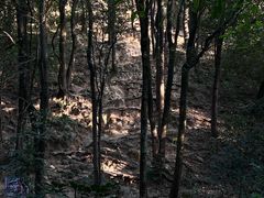 -火炉山森林公园