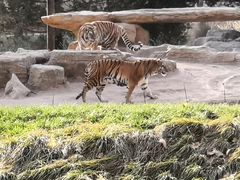 -北京野生动物园