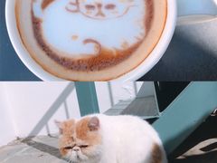 -喵屿·大理花园猫咖