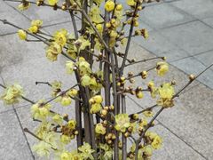 -南山植物园