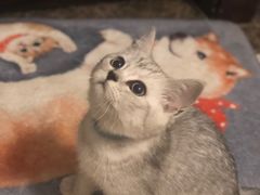 -杨箕村B区