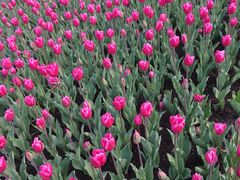 -上海鲜花港