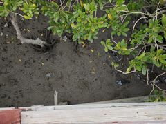 -北海金海湾红树林生态旅游区